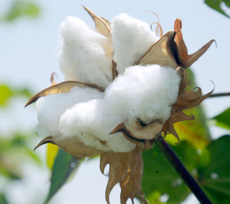 About-us-cotton